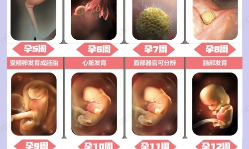 怀孕初期吃酵素梅了咋办-早孕期间吃酵素梅网 :分享早孕期间吃酵素梅有影响吗-孕妇吃了酵素梅对胎儿有影响吗知识